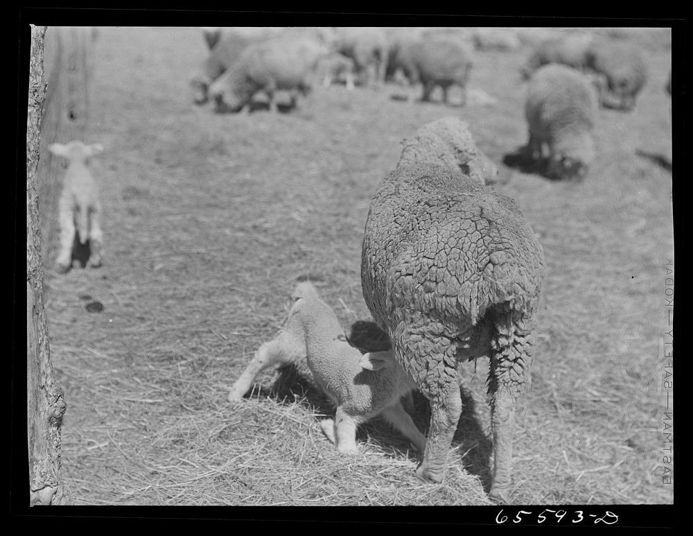 [Untitled photo, possibly related to: Ravalli County, Montana. Ewe and lamb wearing an extra coat of wool]. Sourced from the…