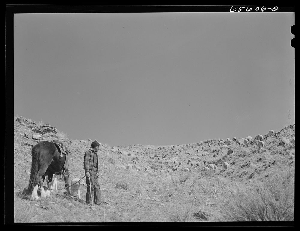 Beaverhead County, Montana. Sheepherder. Sourced from the Library of Congress.