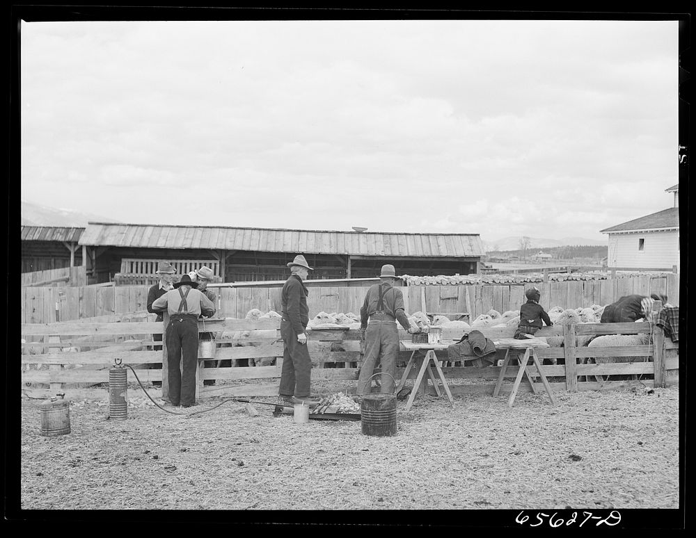 Ravalli County, Montana. Docking, branding, tail cutting, and ear slitting of young lambs on Clarence Goff's sheep farm.…