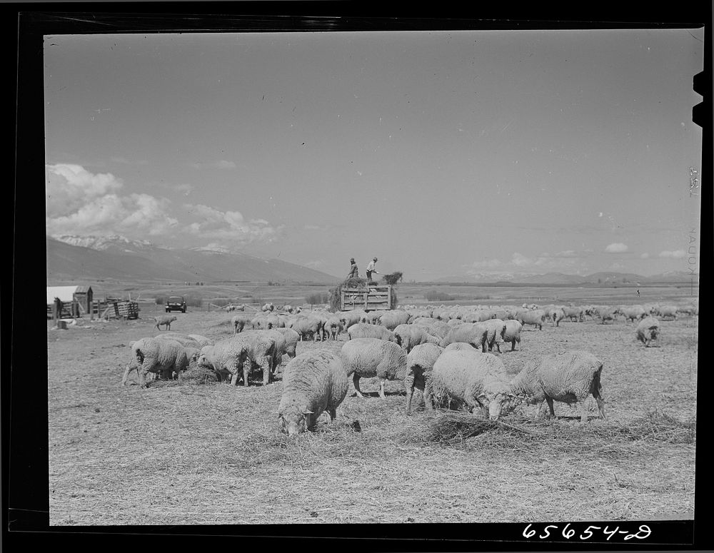 Ravalli County, Montana. Lambing time. Feeding ewes who have not yet lambed. Sourced from the Library of Congress.