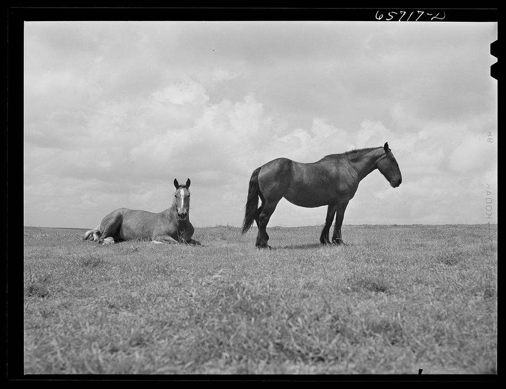 Hall County, Nebraska. Horses. Sourced from the Library of Congress.
