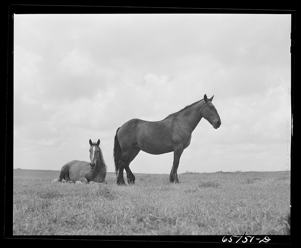 [Untitled photo, possibly related to: Hall County, Nebraska. Horses]. Sourced from the Library of Congress.