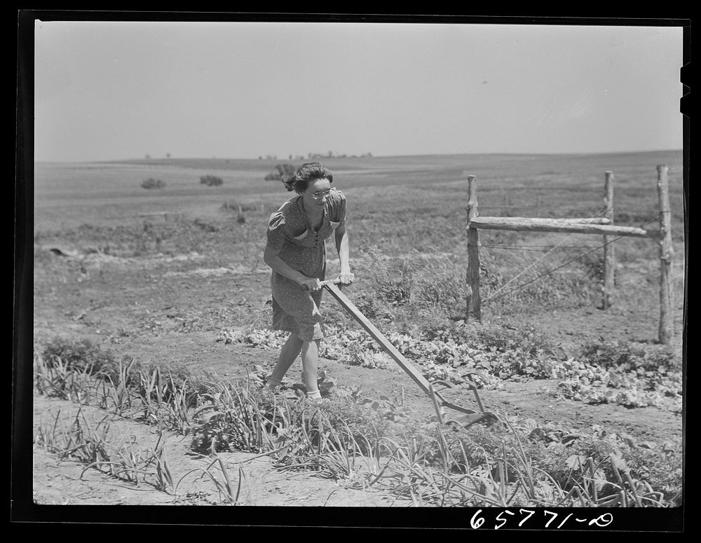 Lancaster County, Nebraska. Mrs. Pierce working in her garden. Sourced from the Library of Congress.