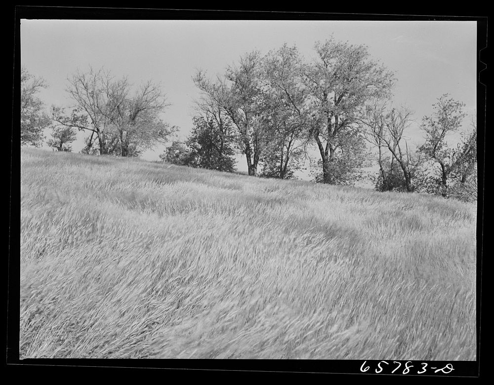 [Untitled photo, possibly related to: Lancaster County, Nebraska. Field of rye]. Sourced from the Library of Congress.