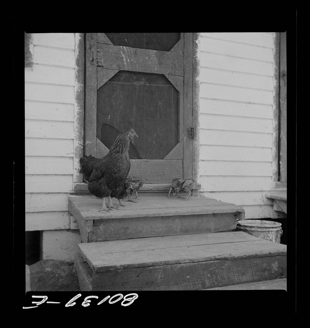 Chickens belonging to  FSA (Farm Security Administration) borrower. Saint Mary's County, Maryland. Sourced from the Library…