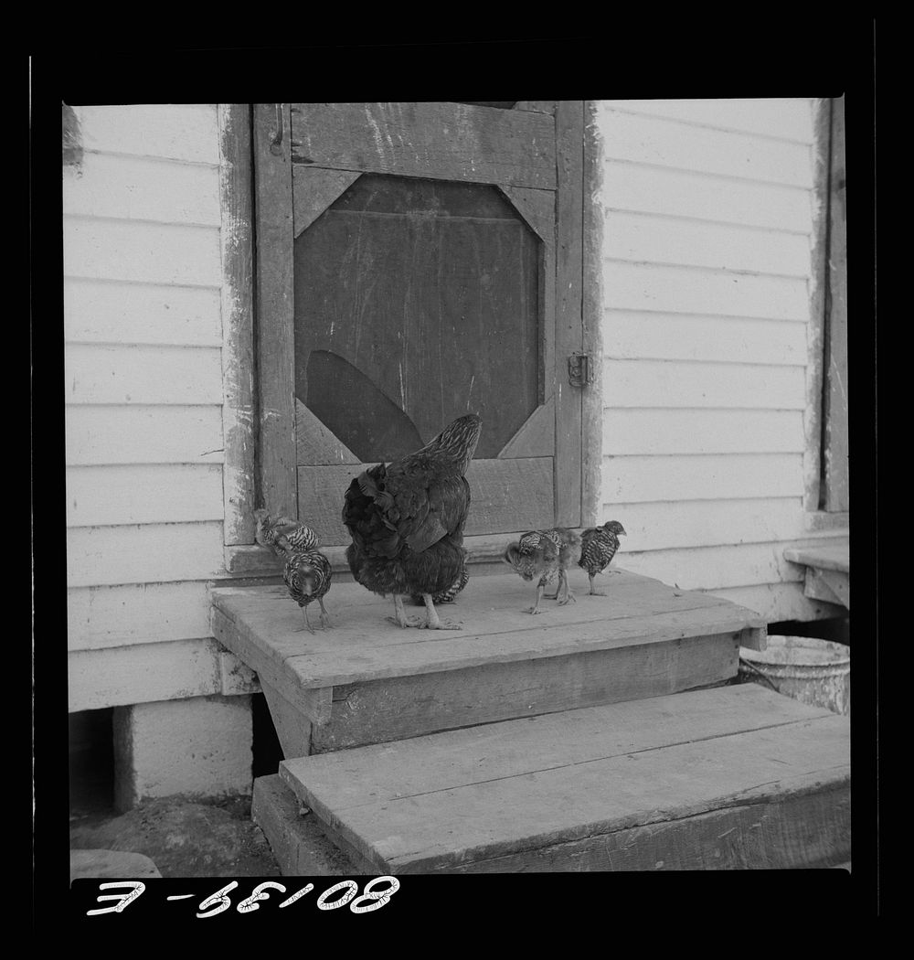 [Untitled photo, possibly related to: Chickens belonging to  FSA (Farm Security Administration) borrower. Saint Mary's…