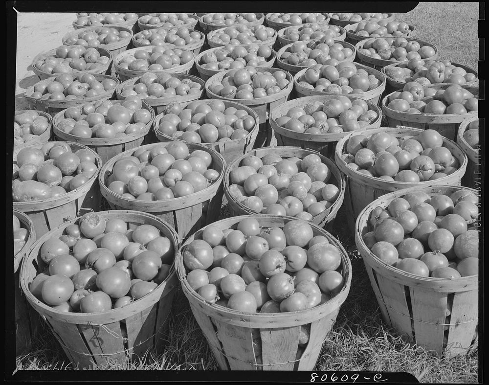 [Untitled photo, possibly related to: Fresh-picked tomatoes ready for canning. Dorchester County, Maryland]. Sourced from…