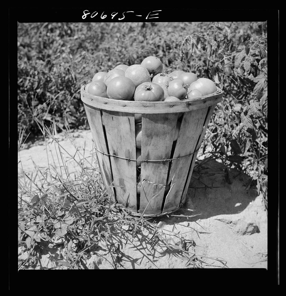 Loaded basket ready for truck. Dorchester County, Maryland. Sourced from the Library of Congress.