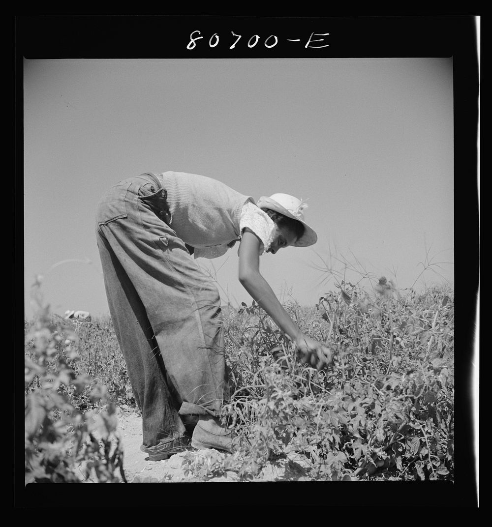 [Untitled photo, possibly related to: All the picking of tomatoes is done by hand, but most of the labor is local, the…