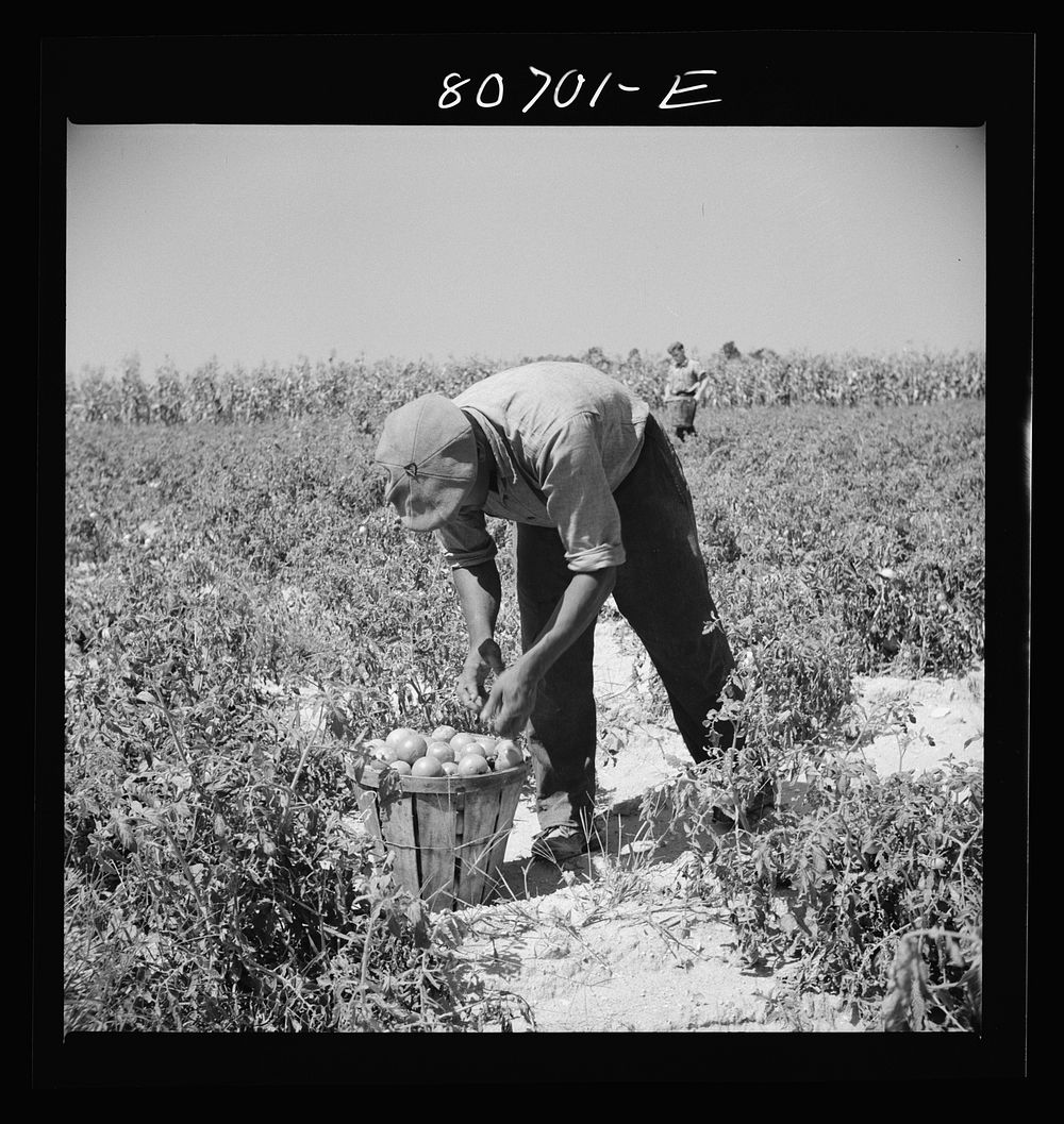 [Untitled photo, possibly related to: Loaded basket ready for truck. Dorchester County, Maryland]. Sourced from the Library…