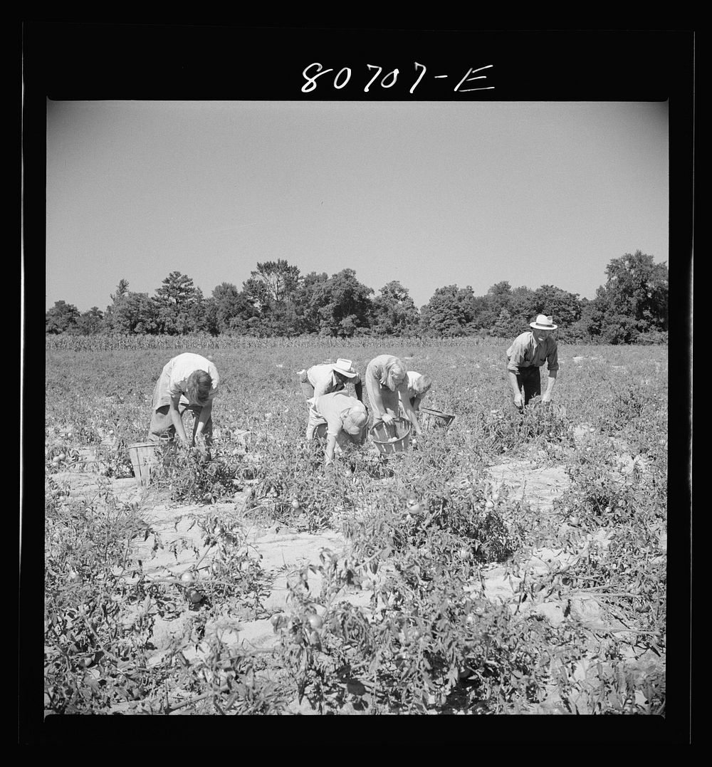 [Untitled photo, possibly related to: Sons of Dorchester County farmer helping harvest the tomato crop. Maryland]. Sourced…