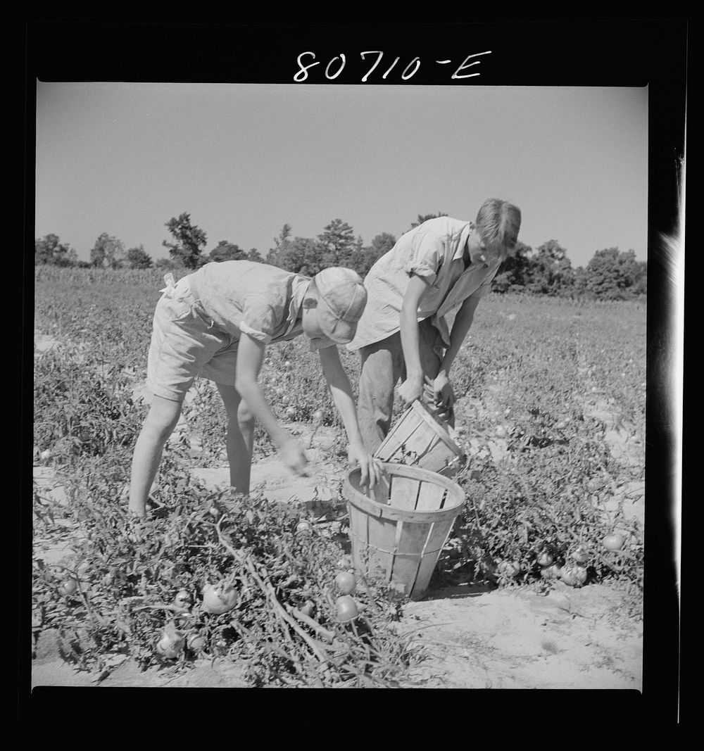 [Untitled photo, possibly related to: Sons of Dorchester County farmer helping harvest the tomato crop. Maryland]. Sourced…
