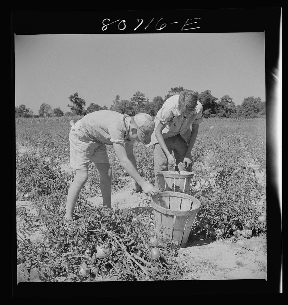 Sons of Dorchester County farmer helping harvest the tomato crop. Maryland. Sourced from the Library of Congress.