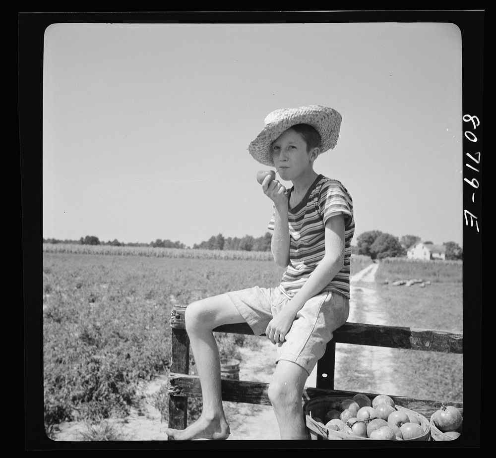 [Untitled photo, possibly related to: Young picker waiting for loaded truck to leave for cannery. Dorchester County…