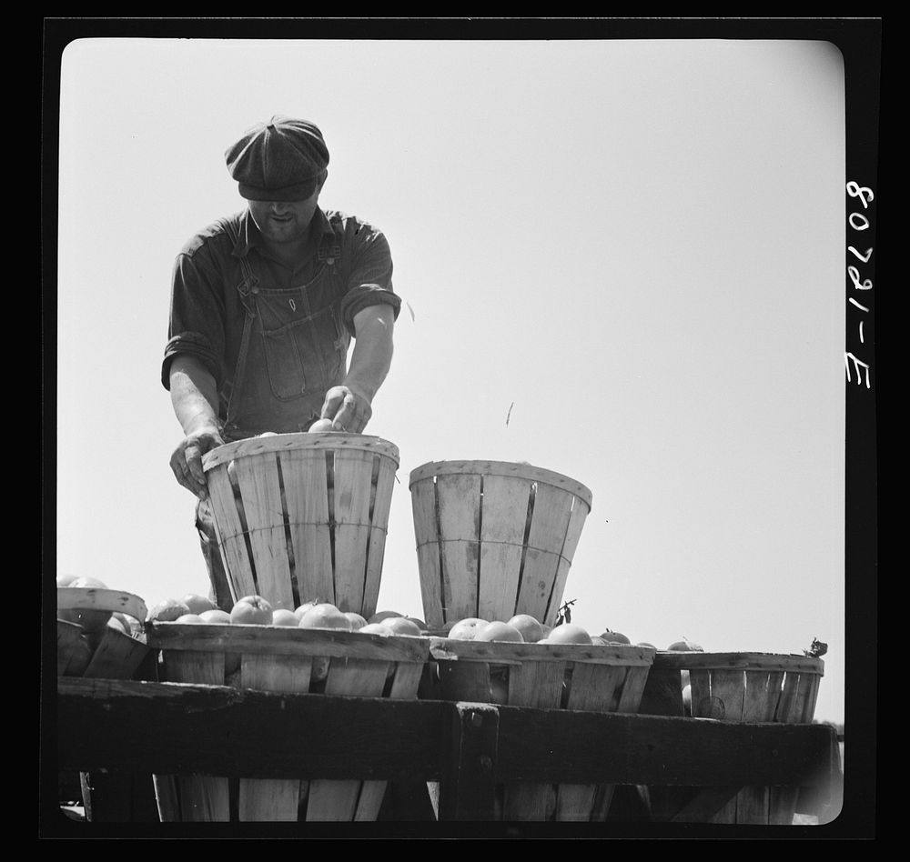 [Untitled photo, possibly related to: Piling up the last baskets on truck loaded for packing plant. Dorchester County…