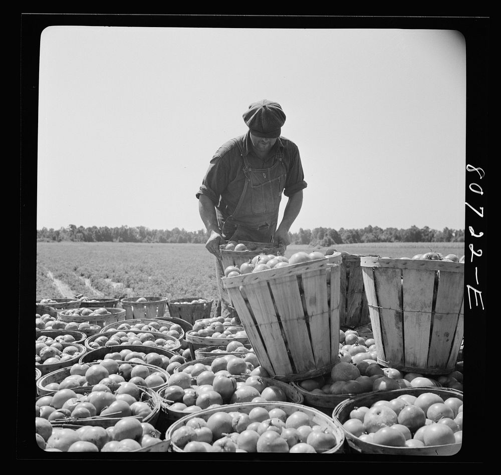 Piling up the last baskets on truck loaded for packing plant. Dorchester County, Maryland. Sourced from the Library of…