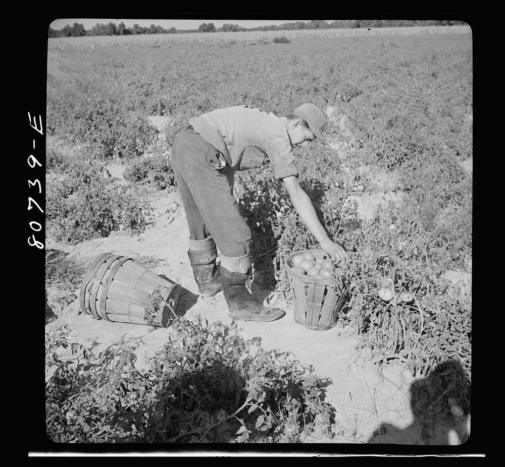 [Untitled photo, possibly related to: This picker is Roger Dauber's hired man and he gets a cent a basket above his wages…