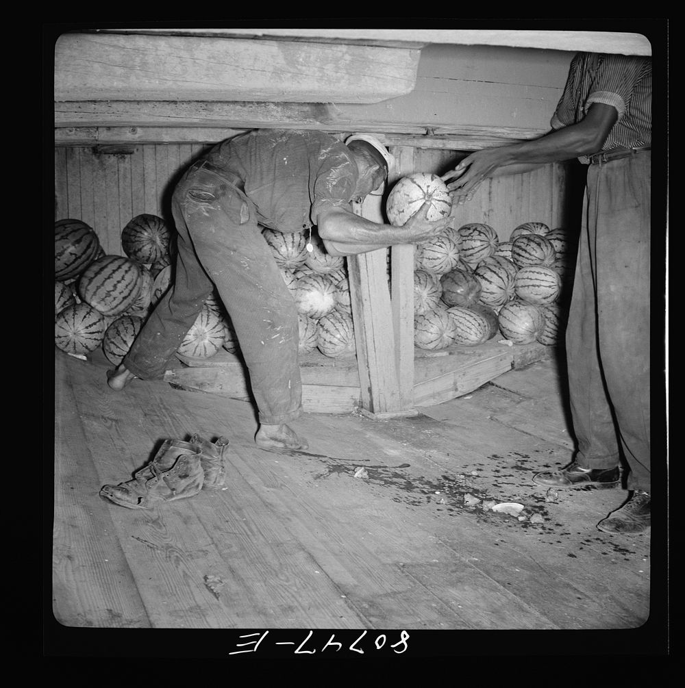 Captain of this Chesapeake Bay freight boat has taken off his shoes for a better footing on the melon smeared-hold of his…