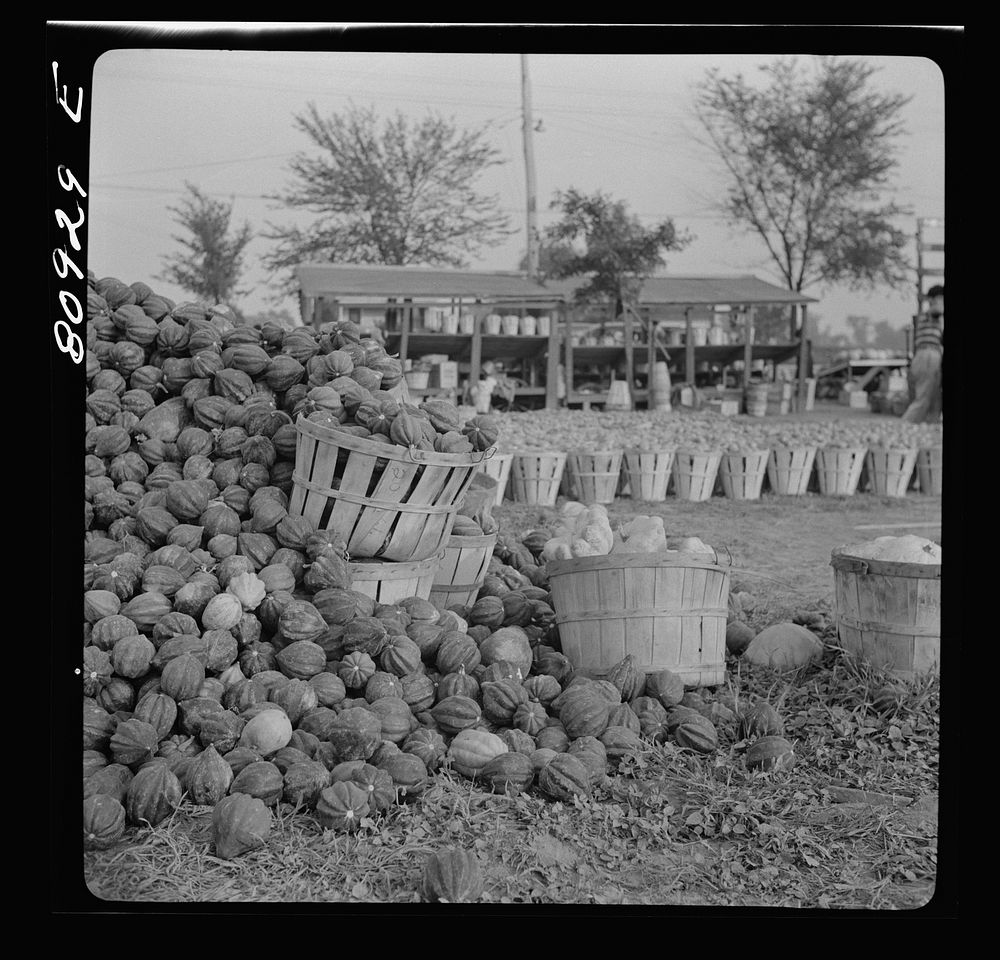 [Untitled photo, possibly related to: Greenfield, Massachusetts. Roadside market]. Sourced from the Library of Congress.