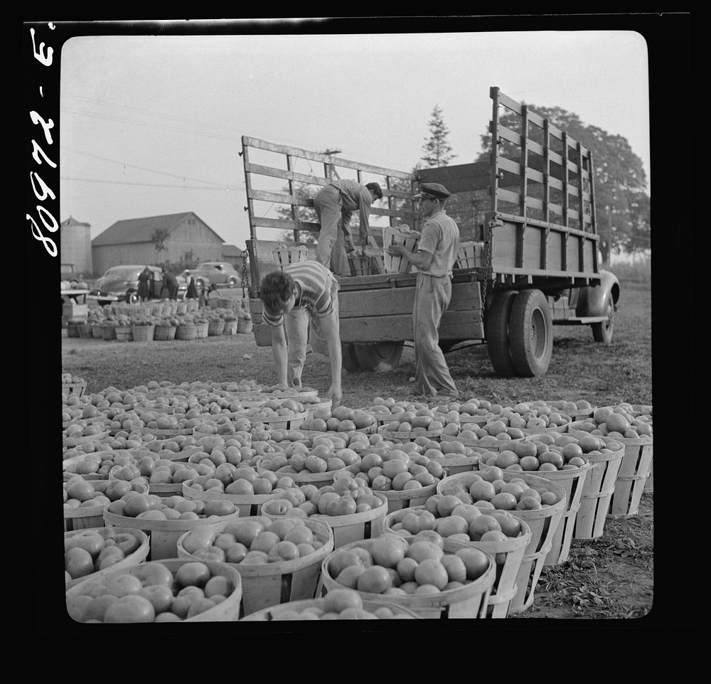 Windsor Locks, Connecticut. Harvest market. Sourced from the Library of Congress.