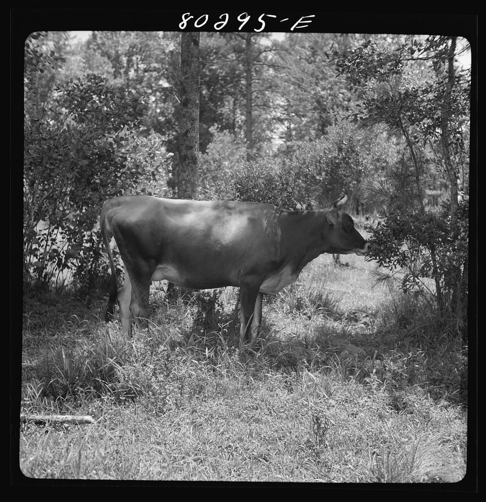 Cow purchased under the "Food for Defense" program by Josh Smart. Coffee County, Alabama. Sourced from the Library of…