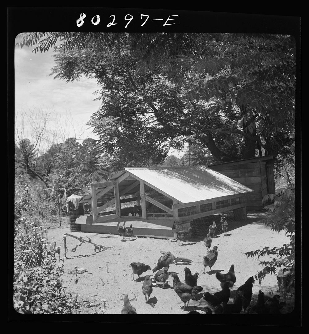 FSA (Farm Security Administration) wire-floored brooder on the Smart farm. Coffee County, Alabama. Sourced from the Library…