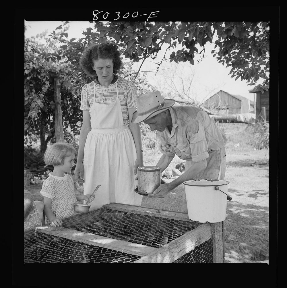 James Drigger shows his family how to put fresh water into FSA (Farm Security Administration) wire-floored brooder. Coffee…
