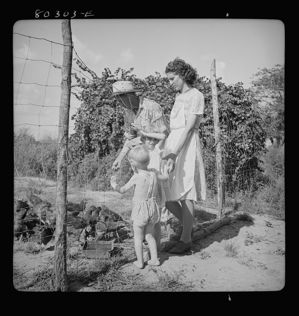 "Food for Defense." James Drigger feeds his chickens. Coffee County, Alabama. Sourced from the Library of Congress.