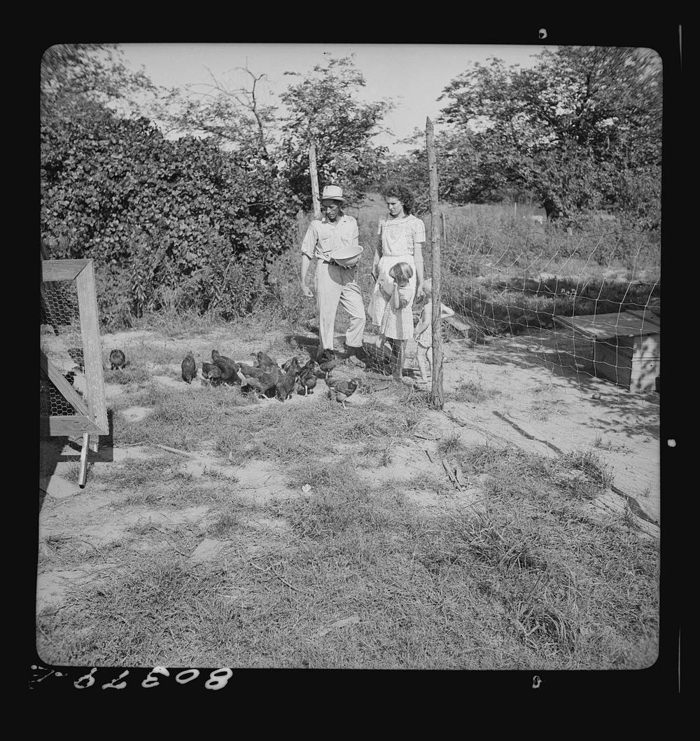 [Untitled photo, possibly related to: James Drigger feeds his chickens. Coffee County, Alabama (FSA (Farm Security…
