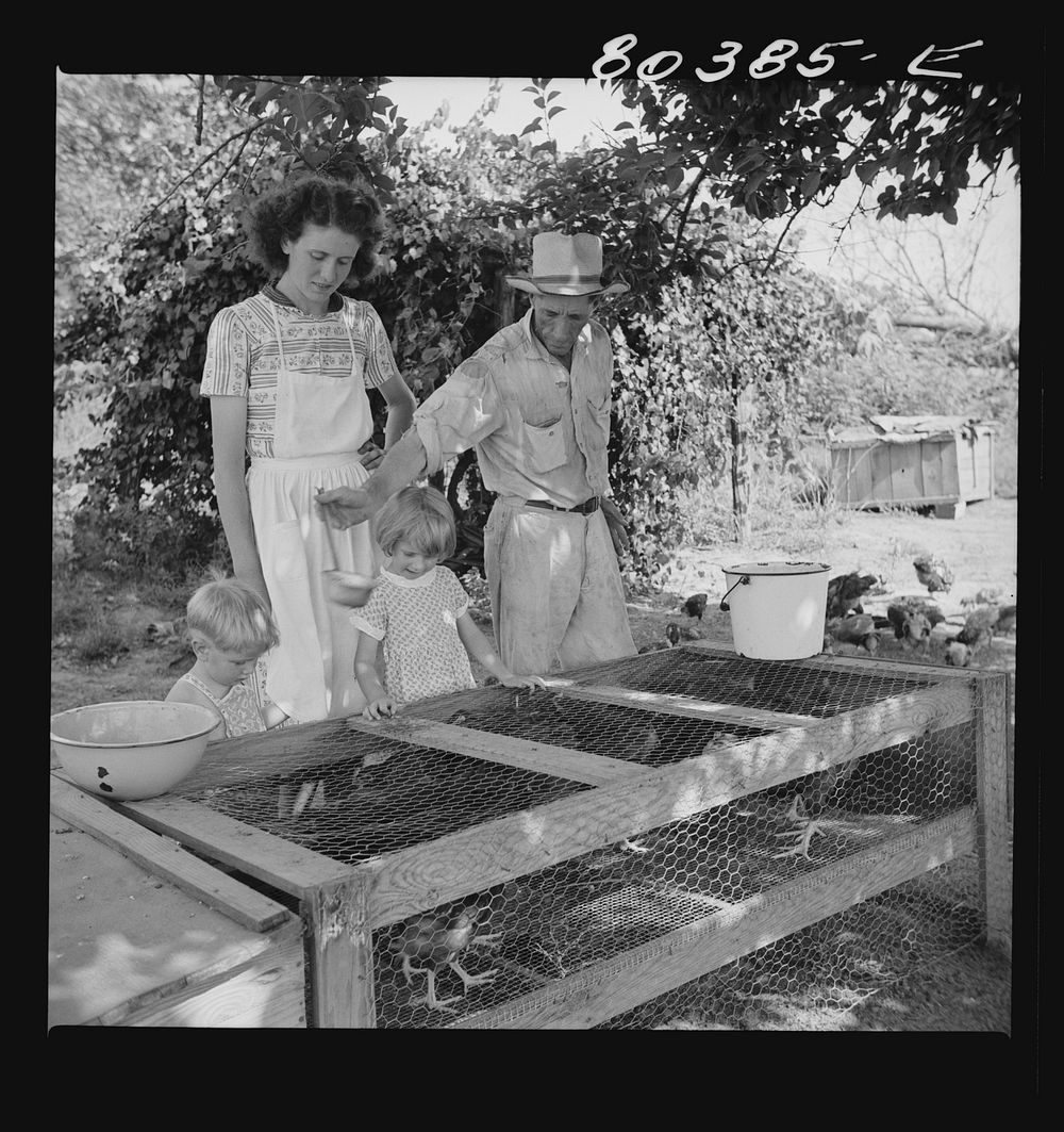 [Untitled photo, possibly related to: James F. Drigger and family tending their chickens purchased through the "Food for…