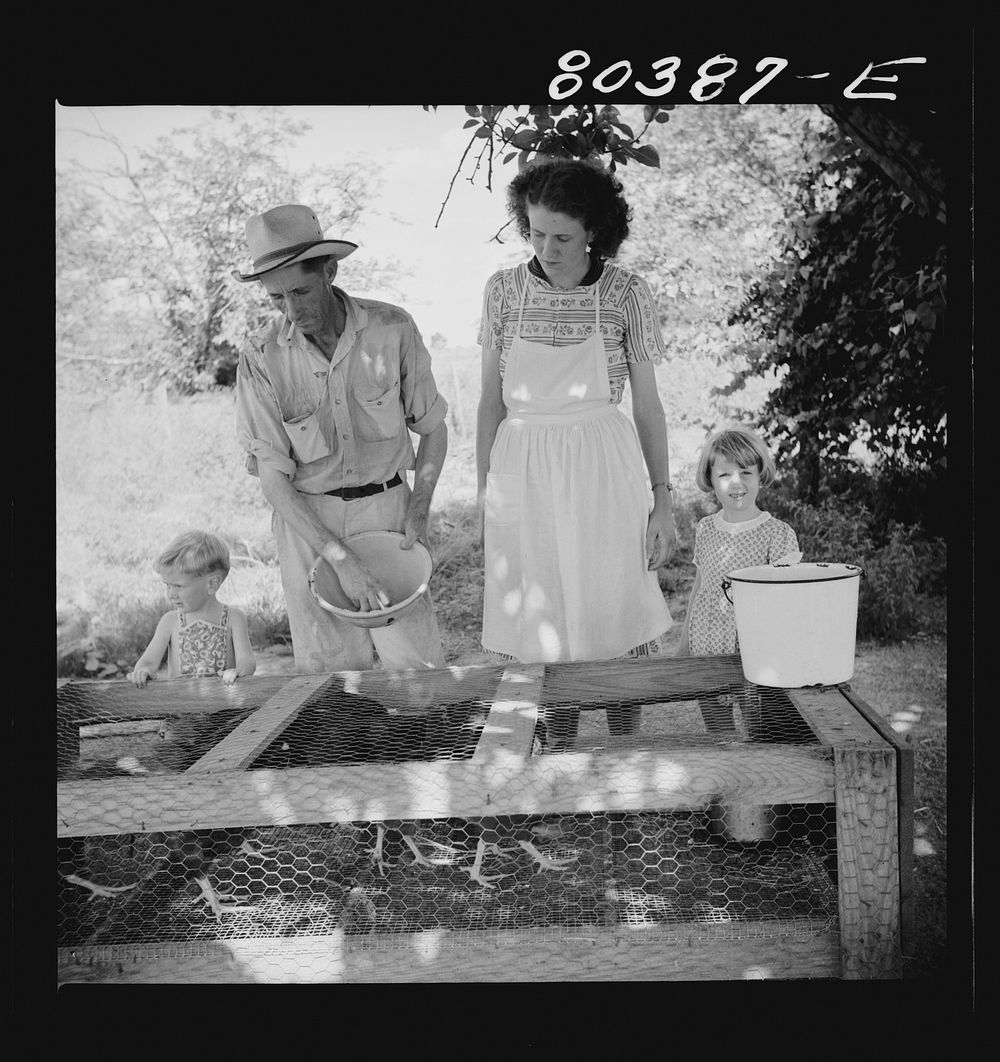 [Untitled photo, possibly related to: James F. Drigger and family tending their chickens purchased through the "Food for…