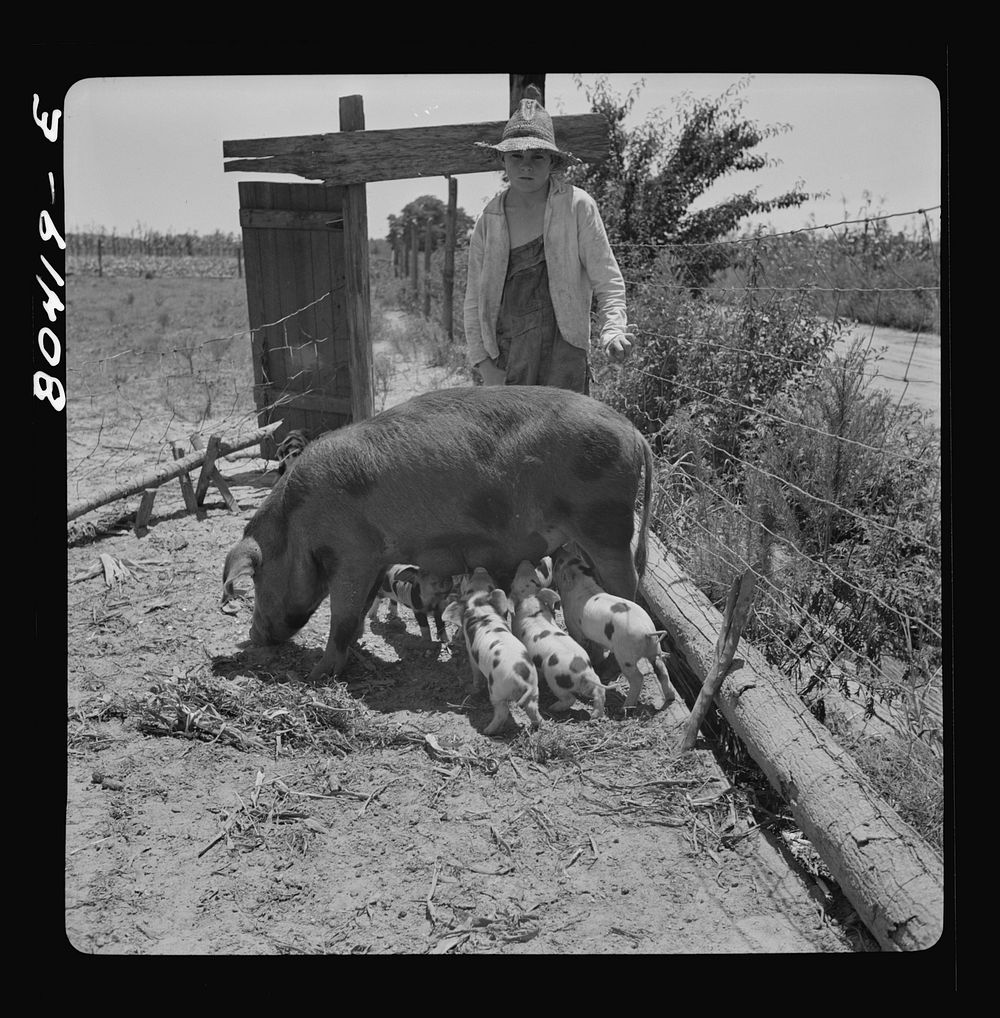 Son of Josh Smart and a sow bought under the "FSA (Farm Security Administration) Food for Defense" program. Coffee County…