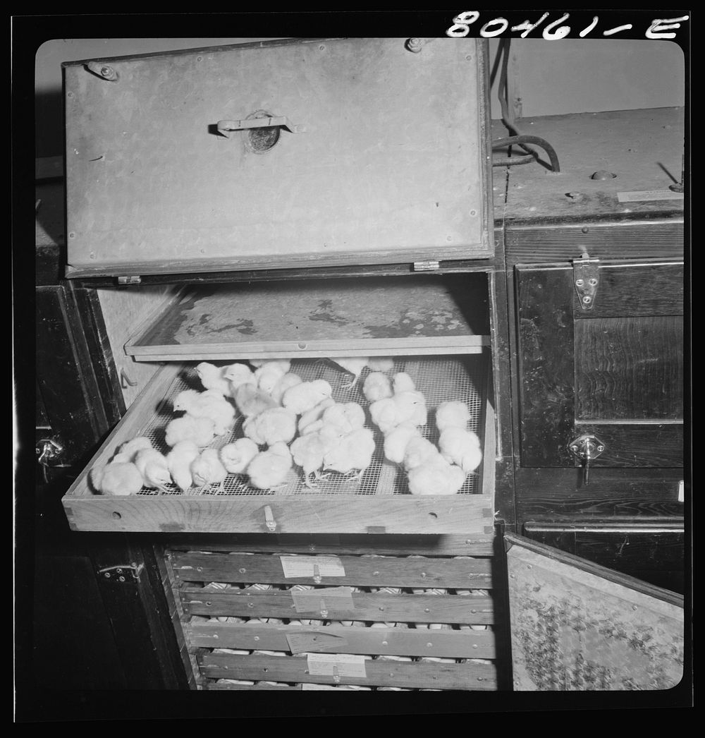 Chicks hatched out in the Farmers' Exchange co-op hatchery. Elba, Coffee County, Alabama. Sourced from the Library of…