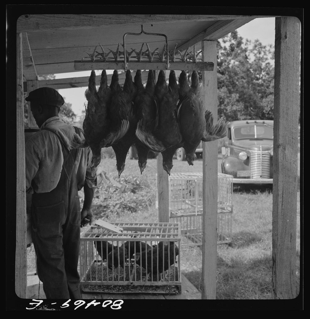Slaughtered chickens hanging up by "painless killer". Enterprise FSA (Farm Security Administration) canning and dressing…