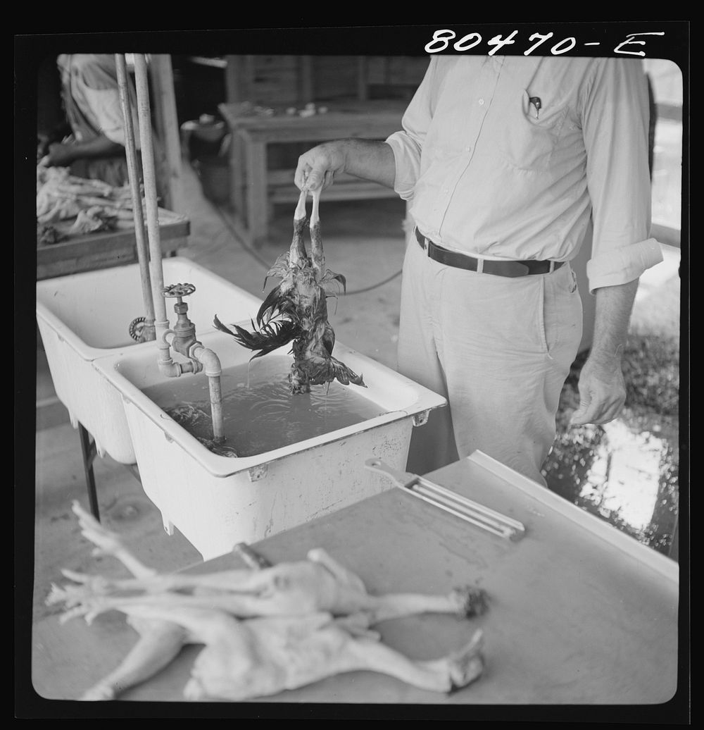 [Untitled photo, possibly related to: Scalding chickens prior to plucking. FSA (Farm Security Administration) canning…