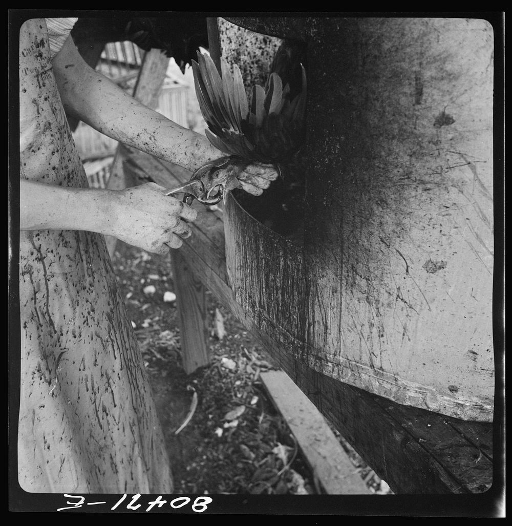 [Untitled photo, possibly related to: "Painless killer" in action. FSA (Farm Security Administration) canning plant. Coffee…