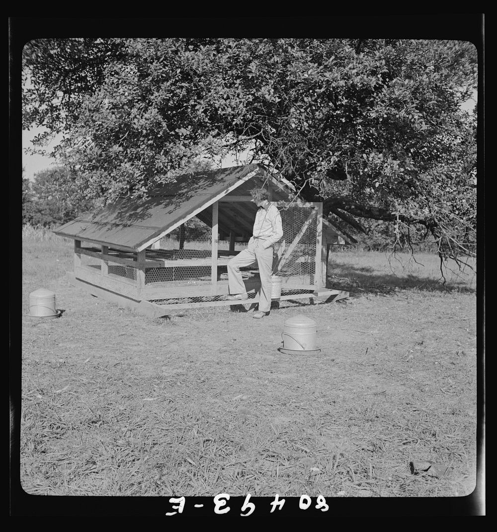 Owner and operator of chicken farm near moveable hen house near Haymarket, Virginia. Sourced from the Library of Congress.