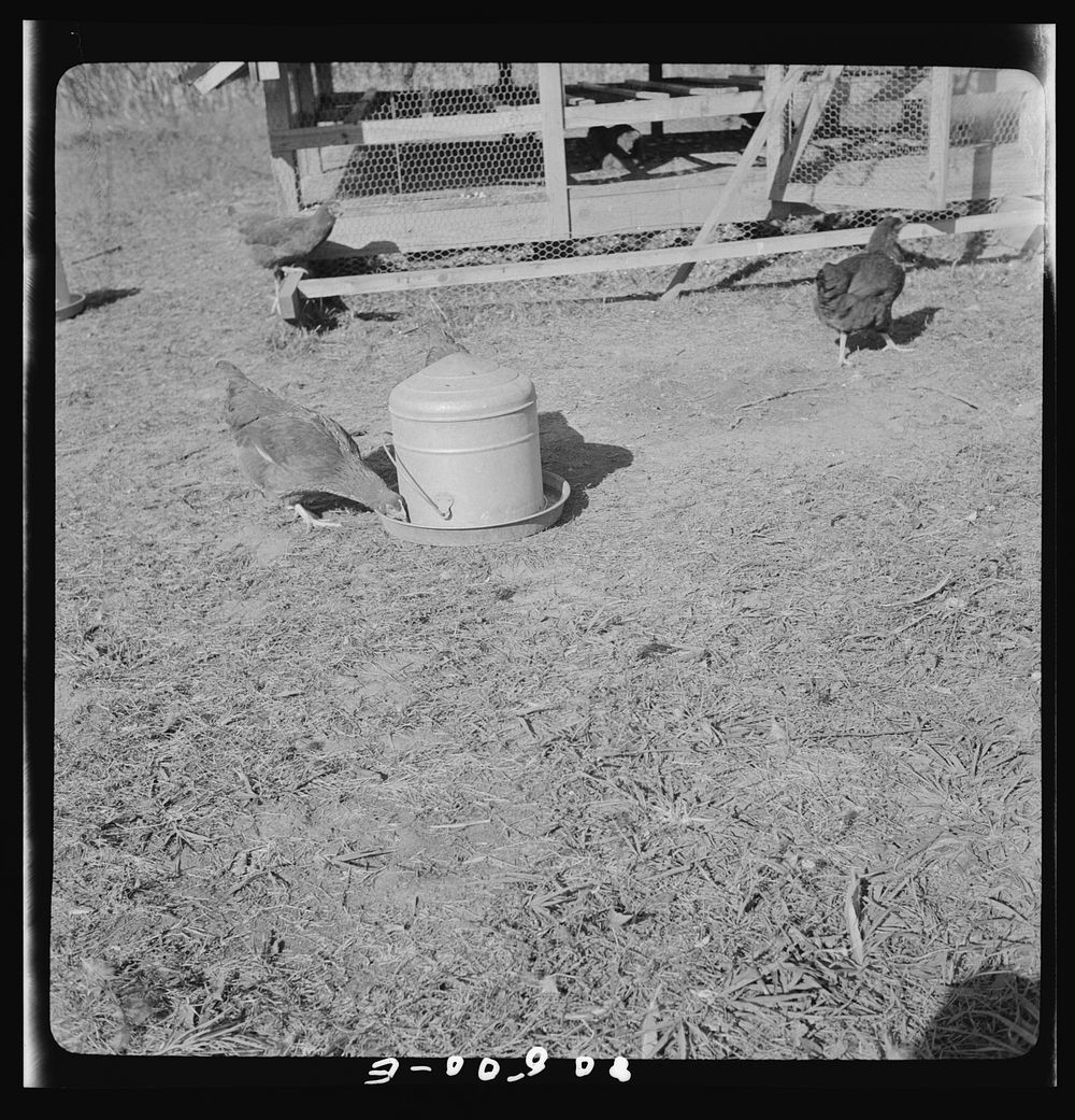 [Untitled photo, possibly related to: Watering ring on chicken farm near Haymarket, Virginia]. Sourced from the Library of…