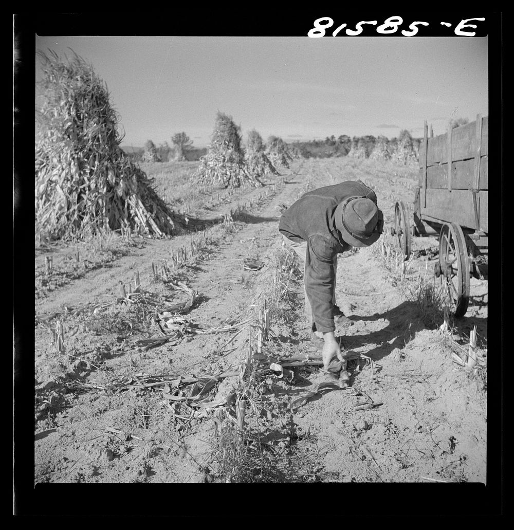 Picking up corn after the reaper has finished. Member farm near Coxsackie, New York. Sourced from the Library of Congress.