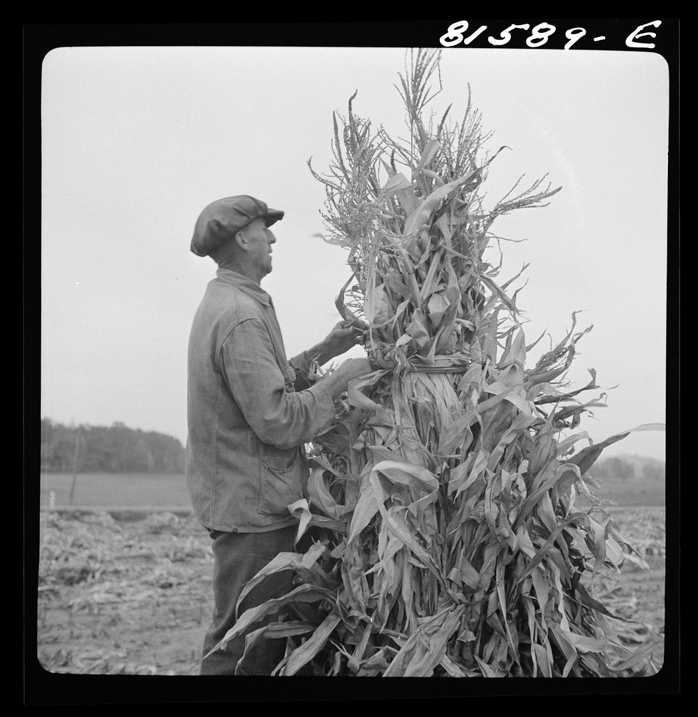 Putting up a shuck of corn on Mambert farm near Coxsackie, New York. Sourced from the Library of Congress.