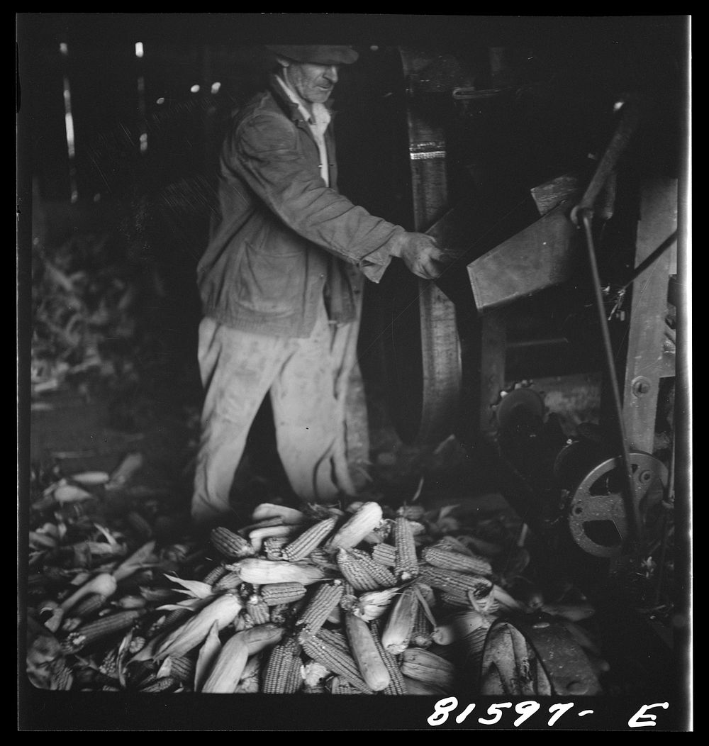 [Untitled photo, possibly related to: Shucking corn on the Mambert farm near Coxsackie, New York]. Sourced from the Library…
