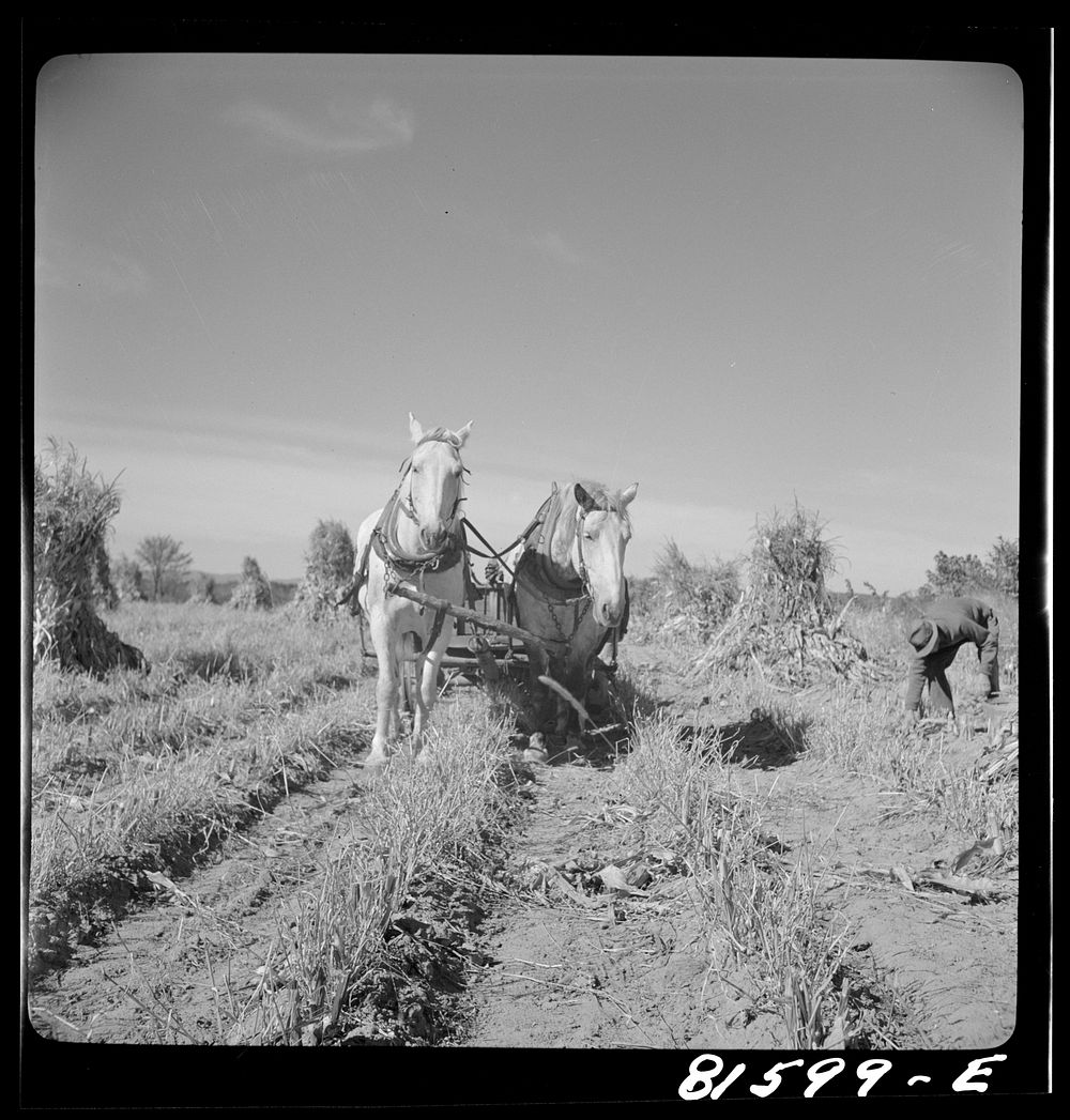 [Untitled photo, possibly related to: Picking up corn after the reaper has finished. Mambert farm, Hudson River Valley, near…