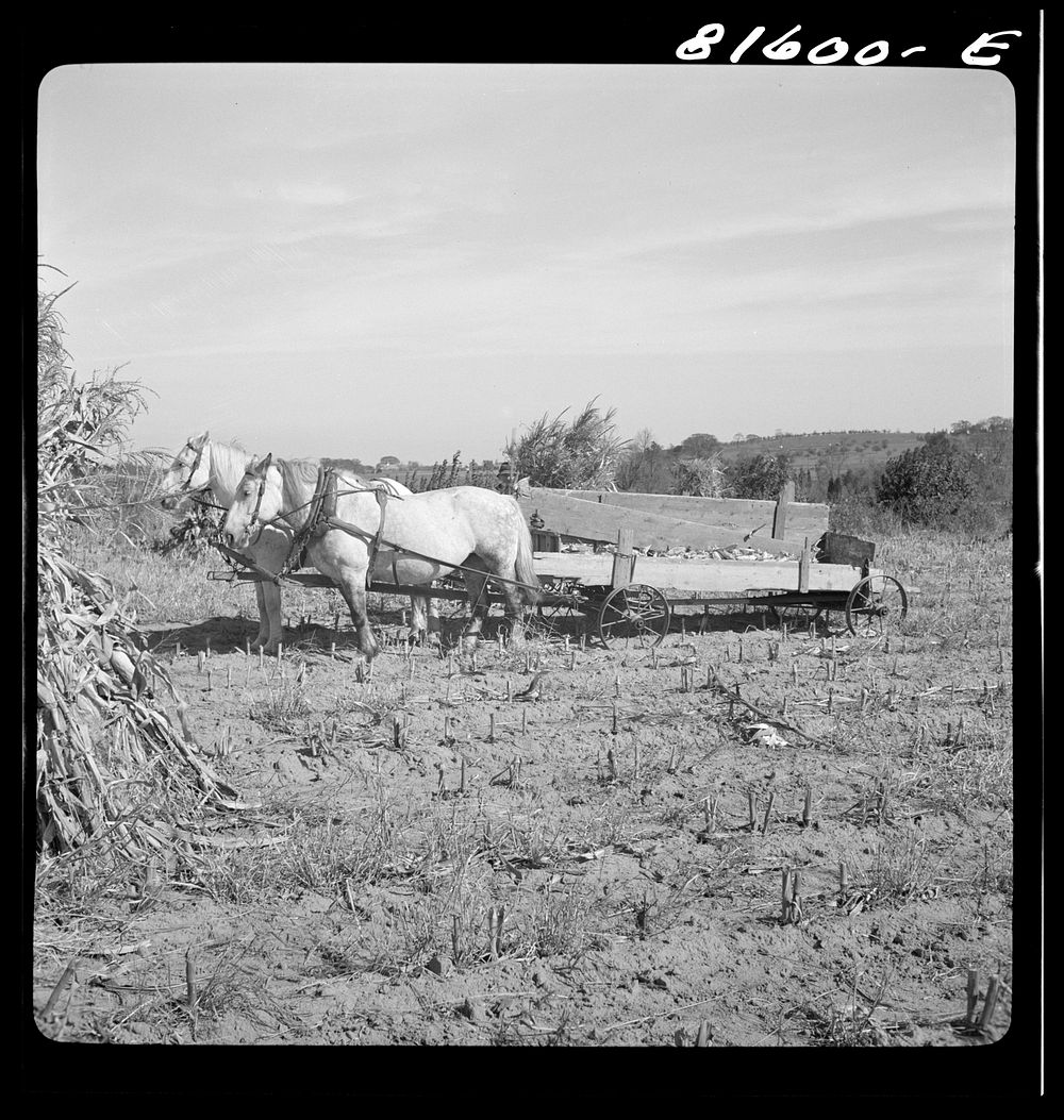 Picking up corn after the reaper has finished. Mambert farm, Hudson River Valley, near Cosackie, New York. Sourced from the…