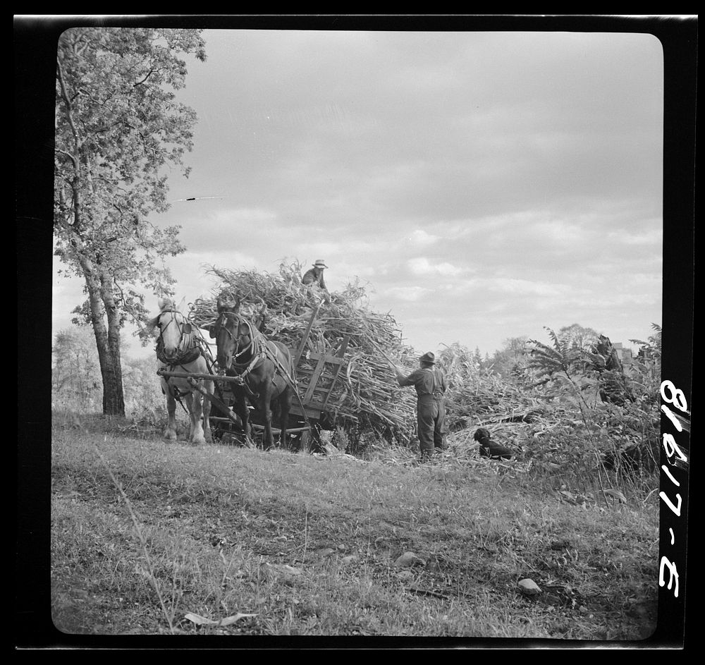 [Untitled photo, possibly related to: Harvesting corn husks on farm by the Hudson, New York]. Sourced from the Library of…
