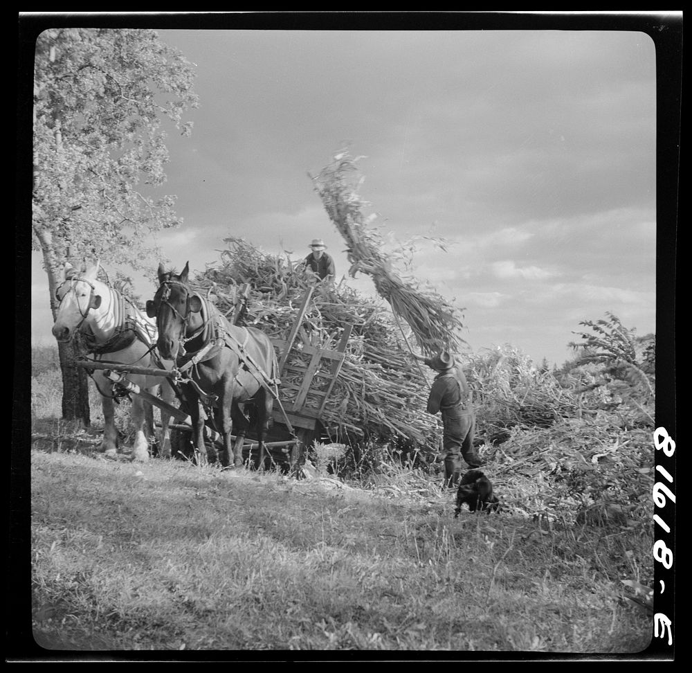 Harvesting corn husks on farm by the Hudson, New York. Sourced from the Library of Congress.