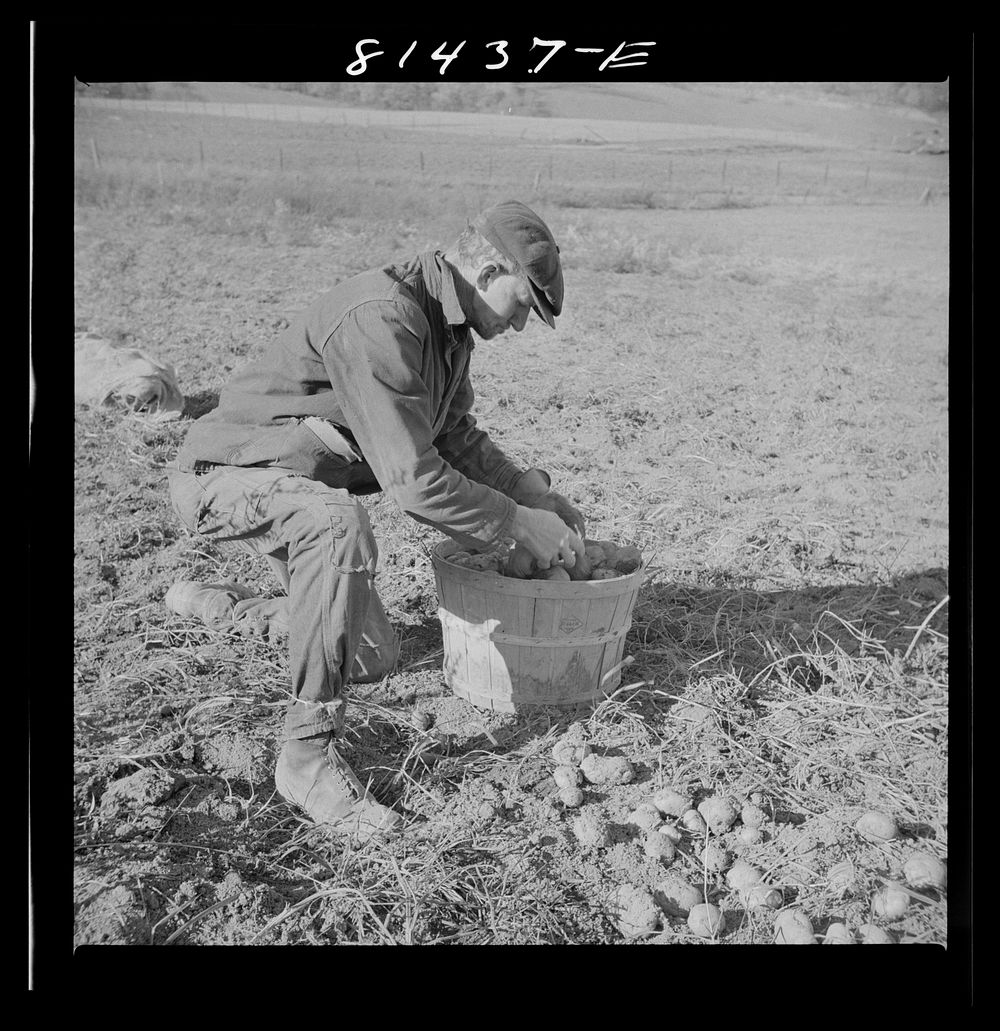[Untitled photo, possibly related to: Hired man on the Daxtater dairy farm near Little Falls, New York]. Sourced from the…