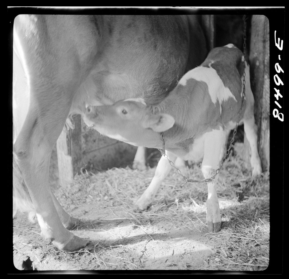 Calf gets its share of "mother's milk" at Amsterdam, New York. Sourced from the Library of Congress.