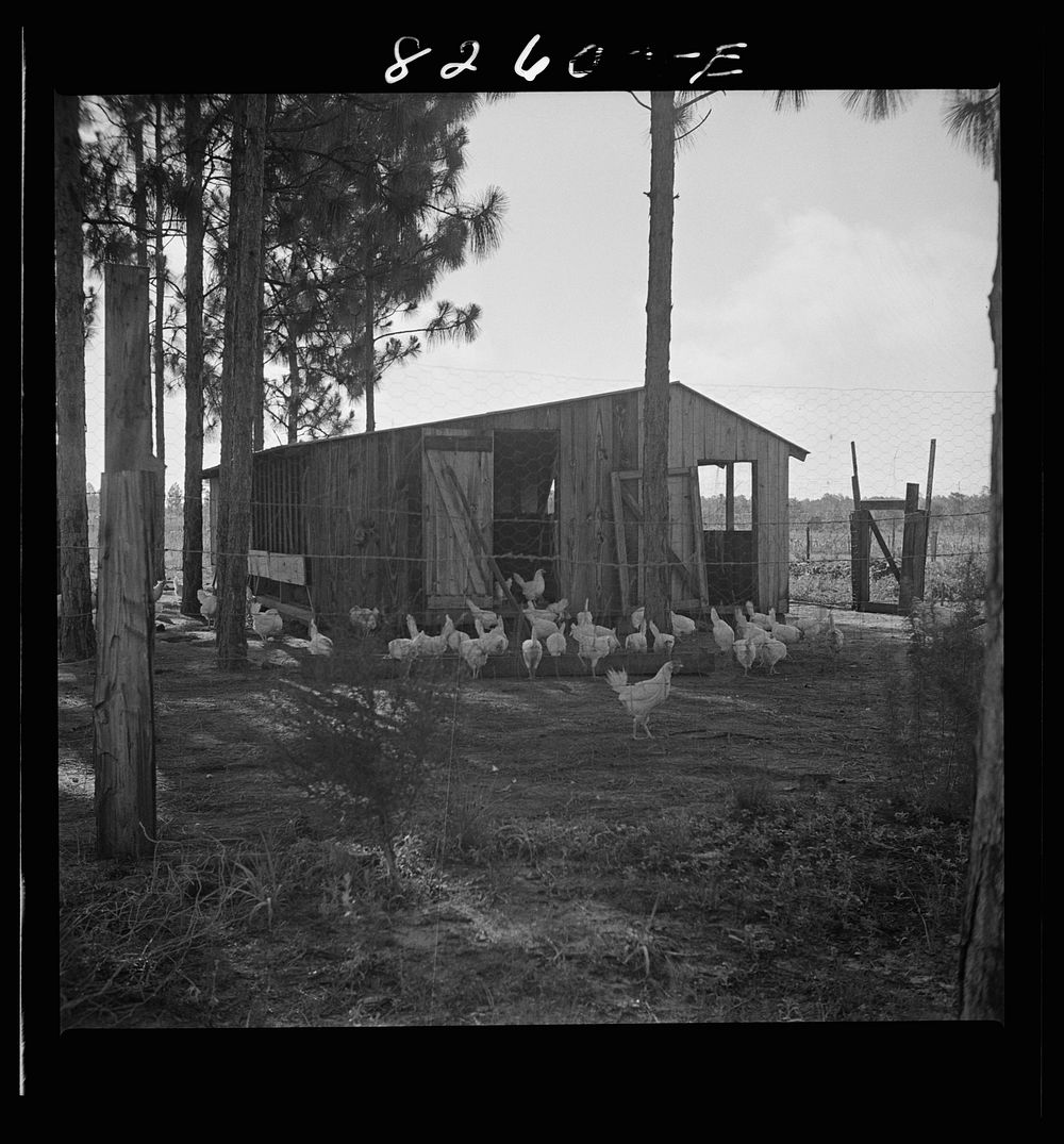 [Untitled photo, possibly related to: Escambia Farms, Florida. Poultry house built of lumber cut and milled at the farm. FSA…