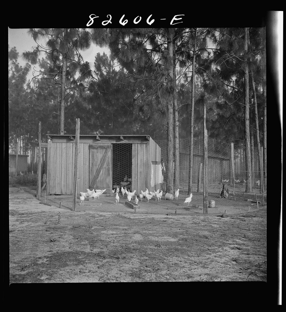 [Untitled photo, possibly related to: Escambia Farms, Florida. Poultry house built of lumber cut and milled at the farm. FSA…