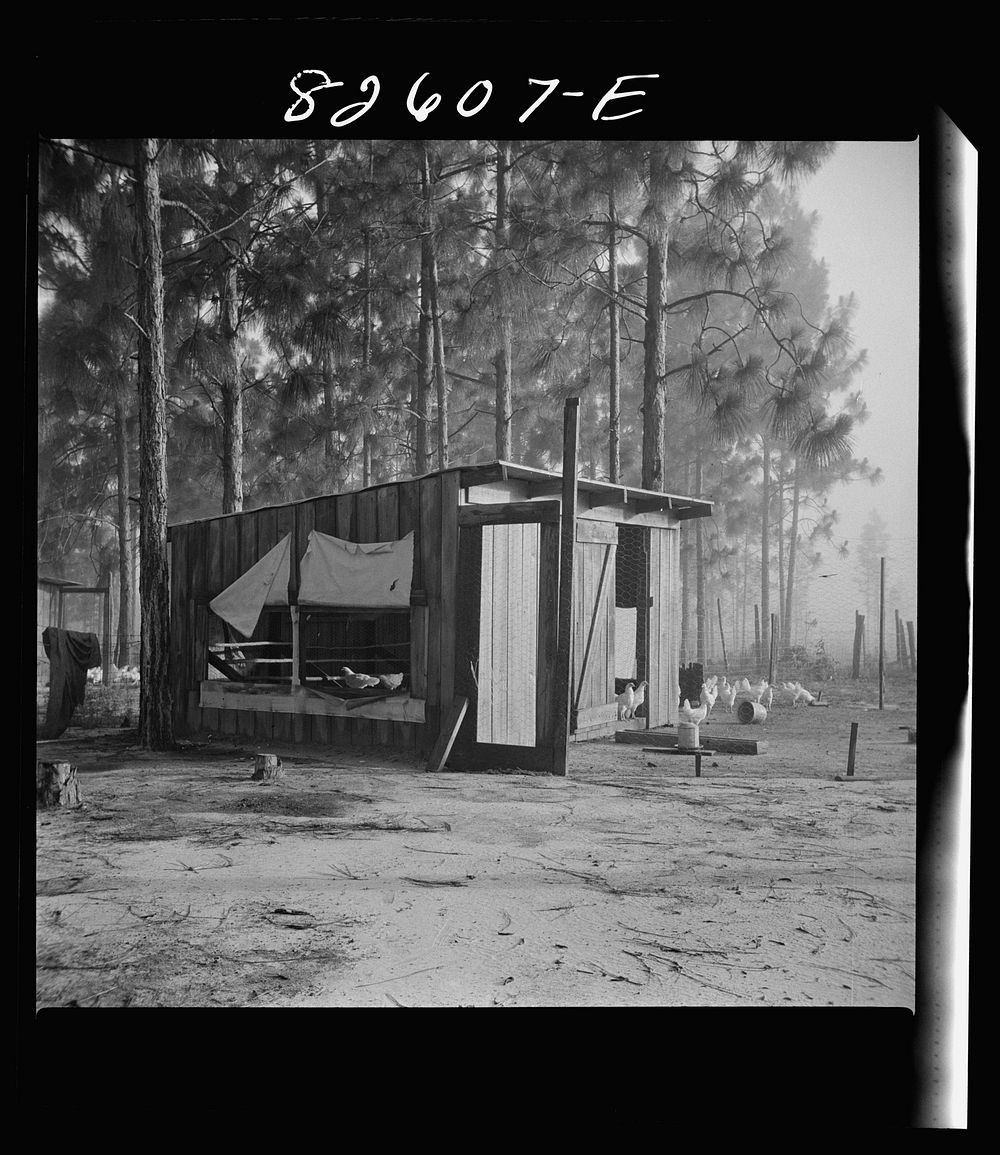 Escambia Farms, Florida. The even climate of Florida makes poultry houses easy to construct. Maximum ventilation is the only…